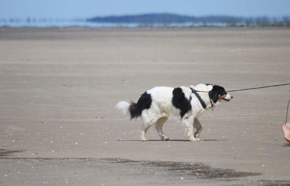 rester Årligt Bemærk Fra 1. april skal hunde være i snor på stranden!
